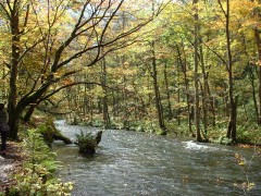 紅葉の奥入瀬渓流（青森県）