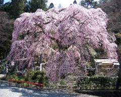 樹齢200年の桜