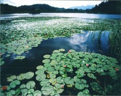 夏の南湖