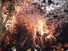 夜桜