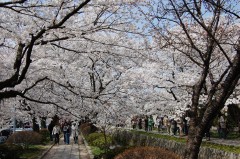 哲学の道(桜)