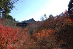 東福寺(紅葉)